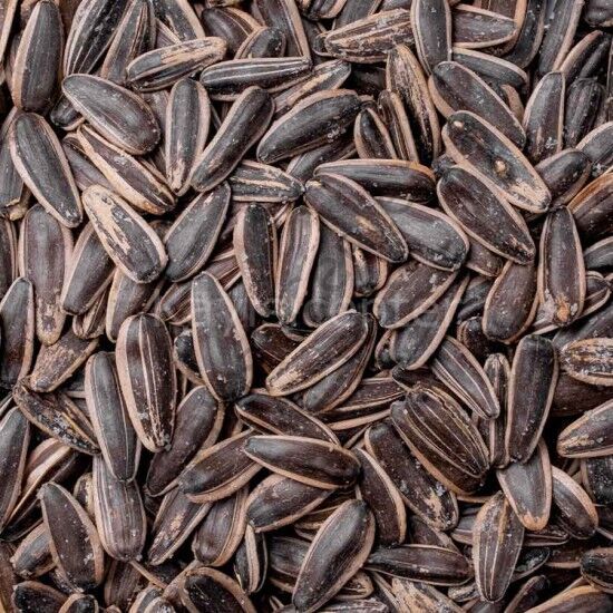 Toptan Siyah Ayçekirdeği 10 Kg