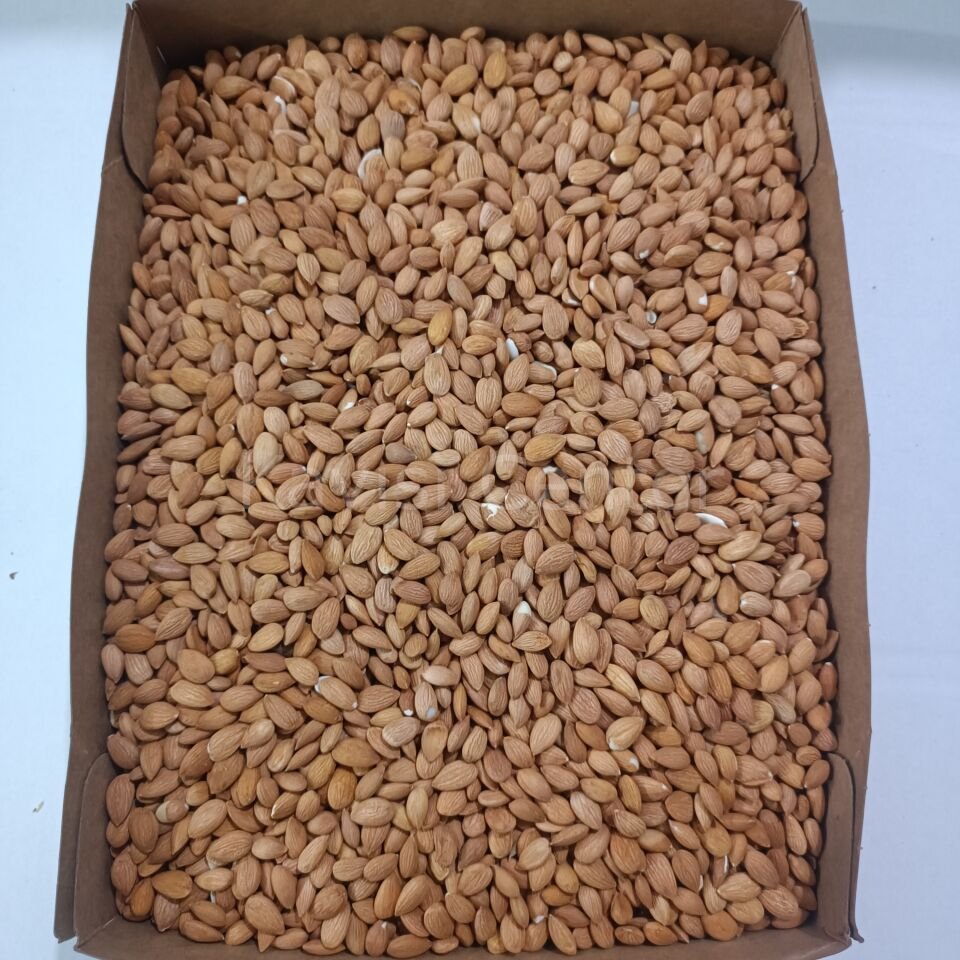 Toptan Kayısı Çekirdeği 25 Kg