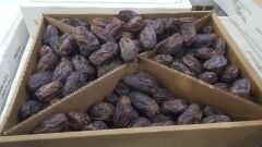 Toptan Kudüs Medjoul Jumbo Hurma