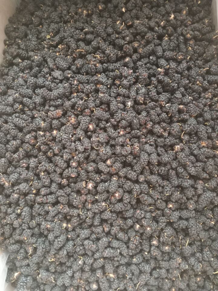 Toptan Kara Dut Kurusu 10 Kg