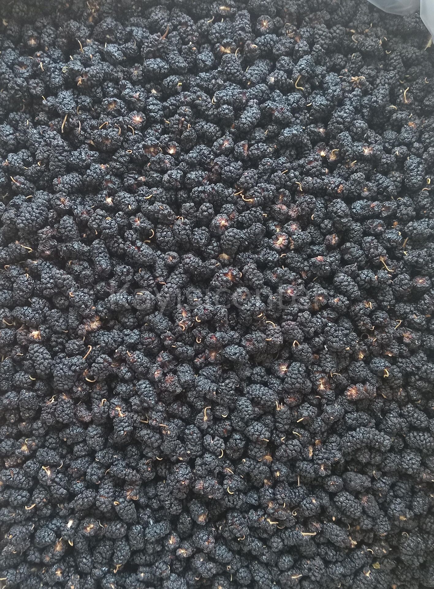 Toptan Kara Dut Kurusu 10 Kg