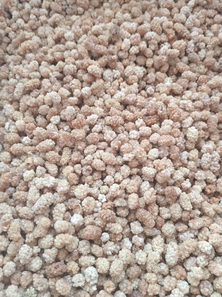 Toptan Pütürge Ekonomik Dut Kurusu 10 Kg