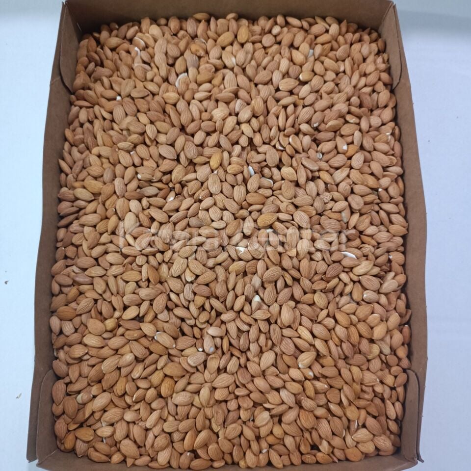 Toptan Kayısı Çekirdeği 1000 Kg