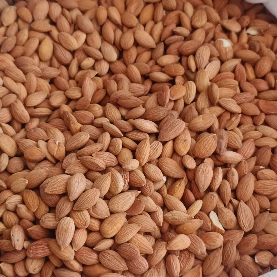 Toptan Acı Kayısı Çekirdeği 25 Kg