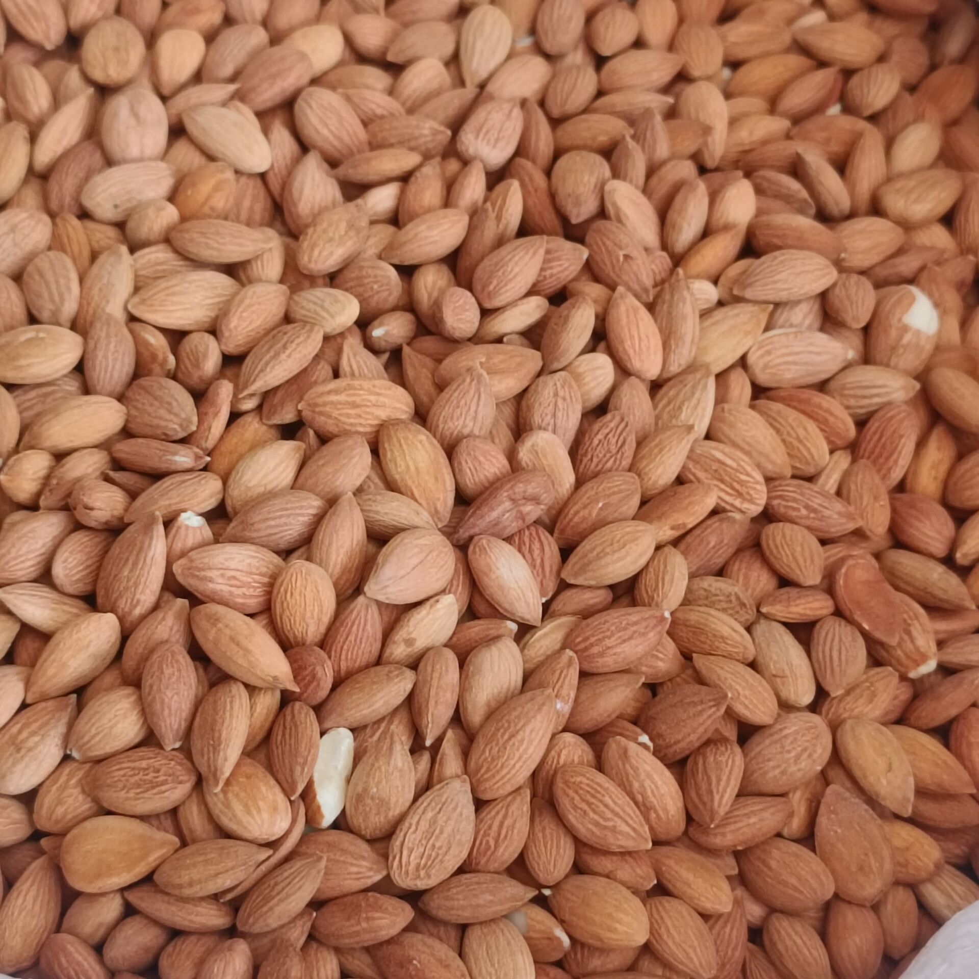 Toptan Acı Kayısı Çekirdeği 25 Kg