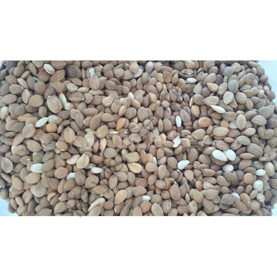 Toptan Acı Kayısı Çekirdeği 25 Kg