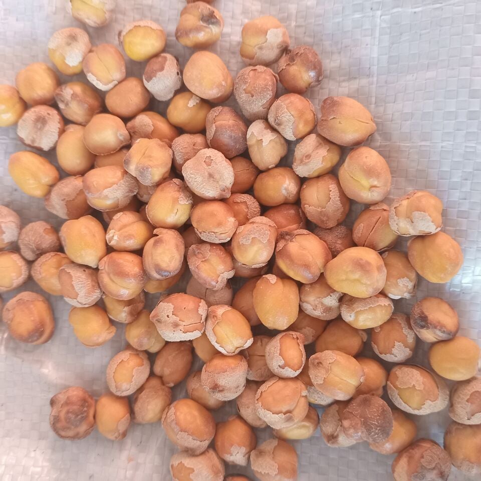 Toptan Ağın Leblebisi 20 Kg