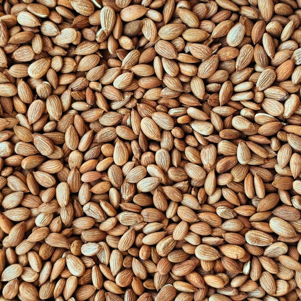 Toptan Gün Kurusu Kayısı Çekirdeği 25 Kg