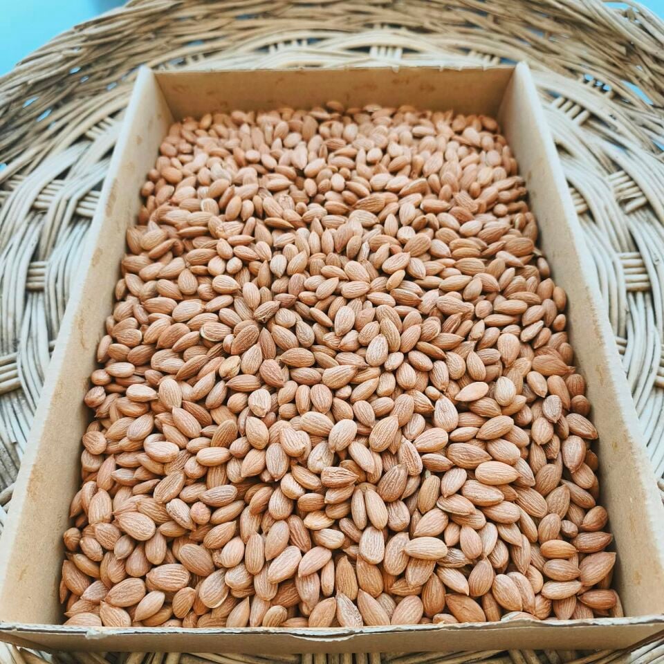 Toptan Gün Kurusu Kayısı Çekirdeği 25 Kg