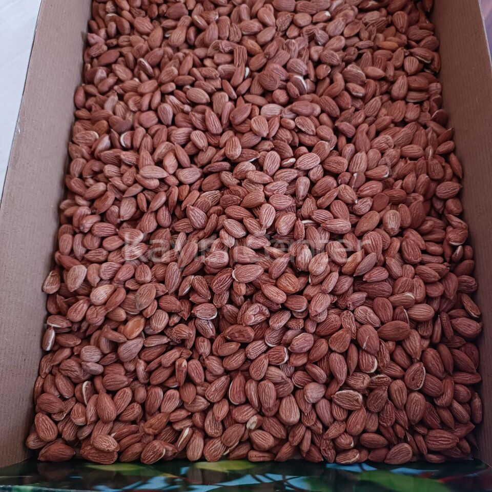 Toptan Gün Kurusu Kayısı Çekirdeği 25 Kg