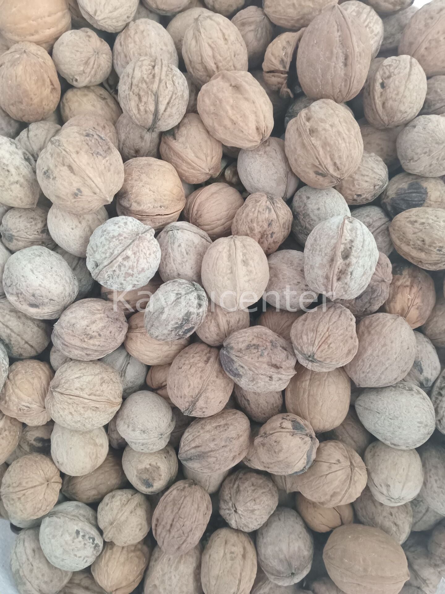 Toptan Yerli Kabuklu Ceviz 25Kg