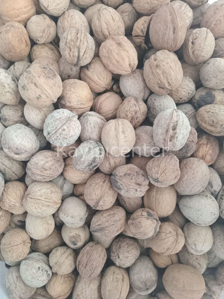 Toptan Yerli Kabuklu Ceviz 25Kg