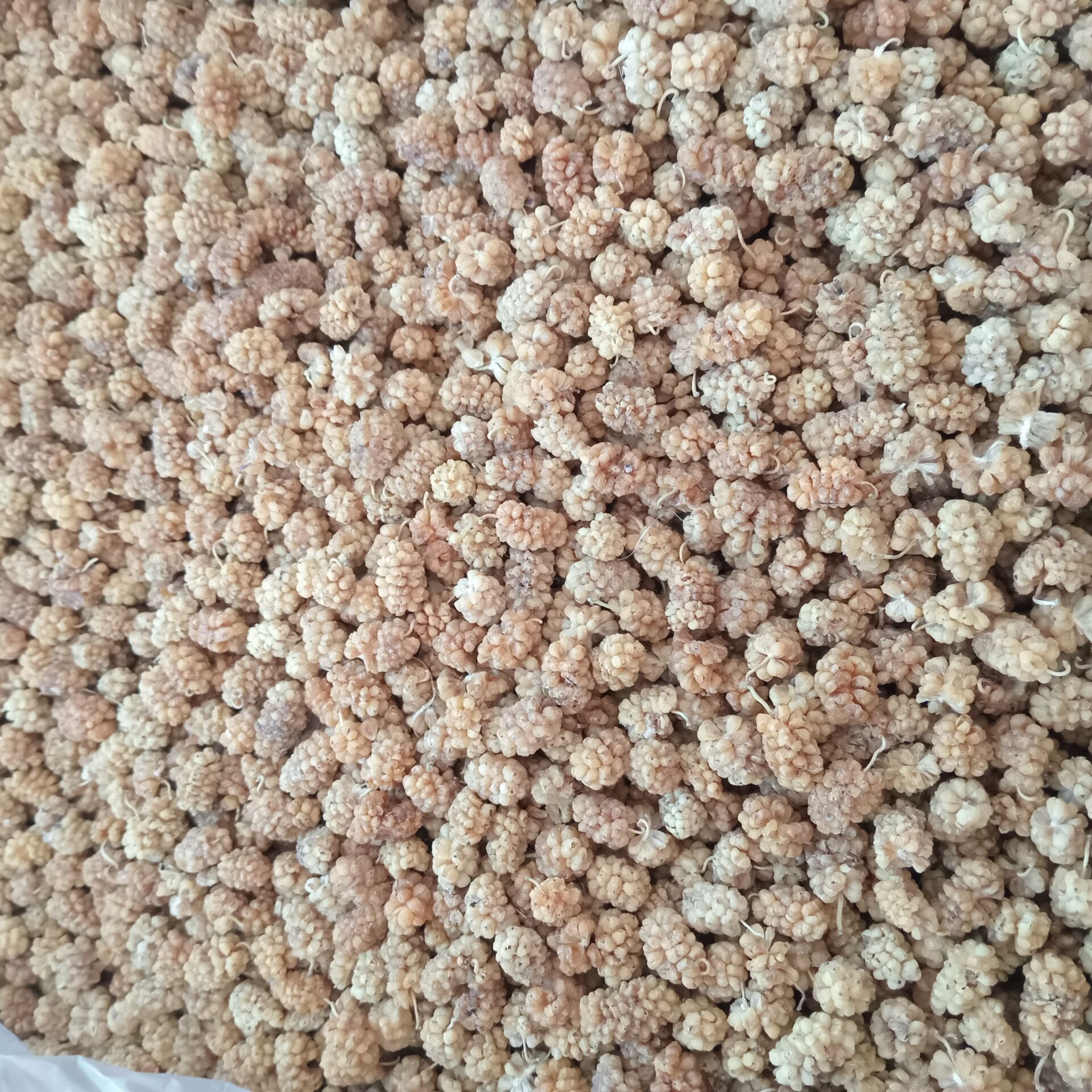 Toptan Özel Beyaz Dut Kurusu