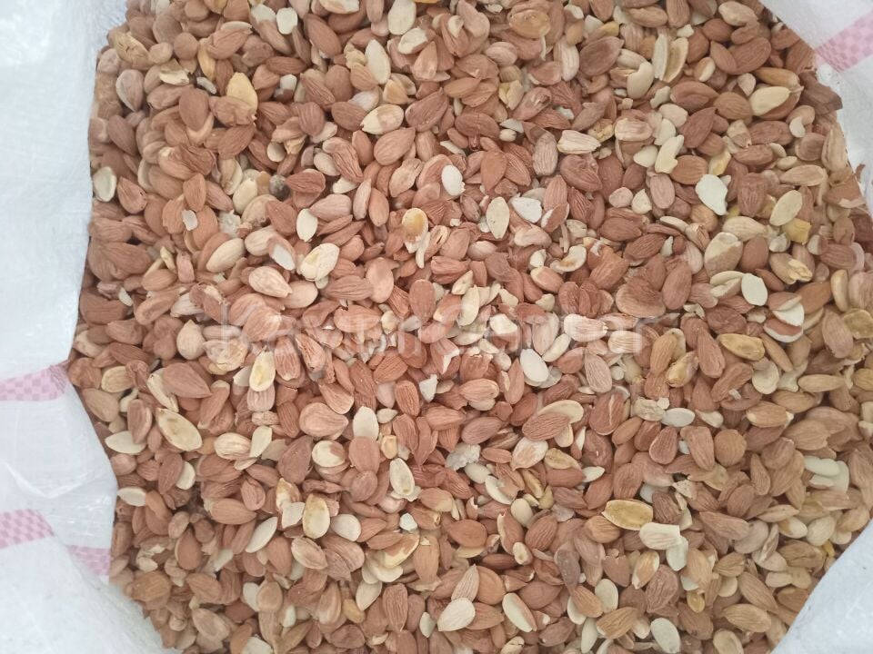 Toptan Kırık Tatlı Kayısı Çekirdeği 25 Kg