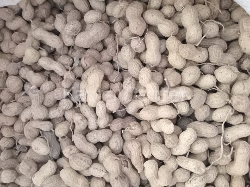 Toptan Kabuklu Çiğ Yer Fıstığı  10 Kg