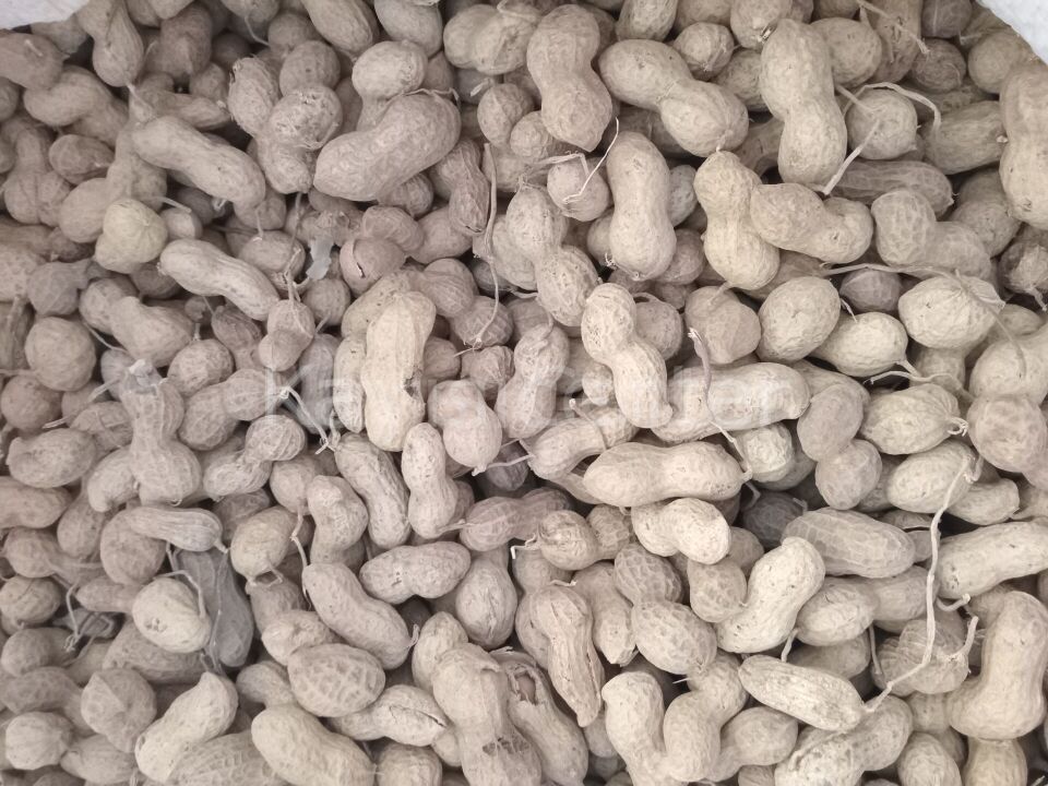 Toptan Kabuklu Çiğ Yer Fıstığı 10 Kg