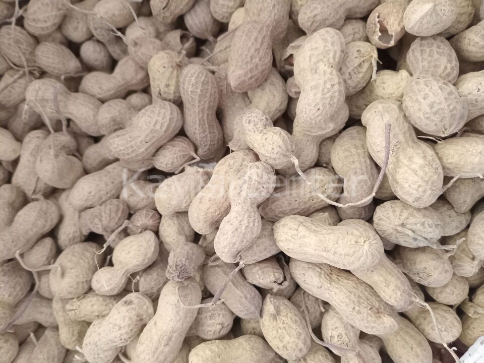 Toptan Kabuklu Çiğ Yer Fıstığı 10 Kg