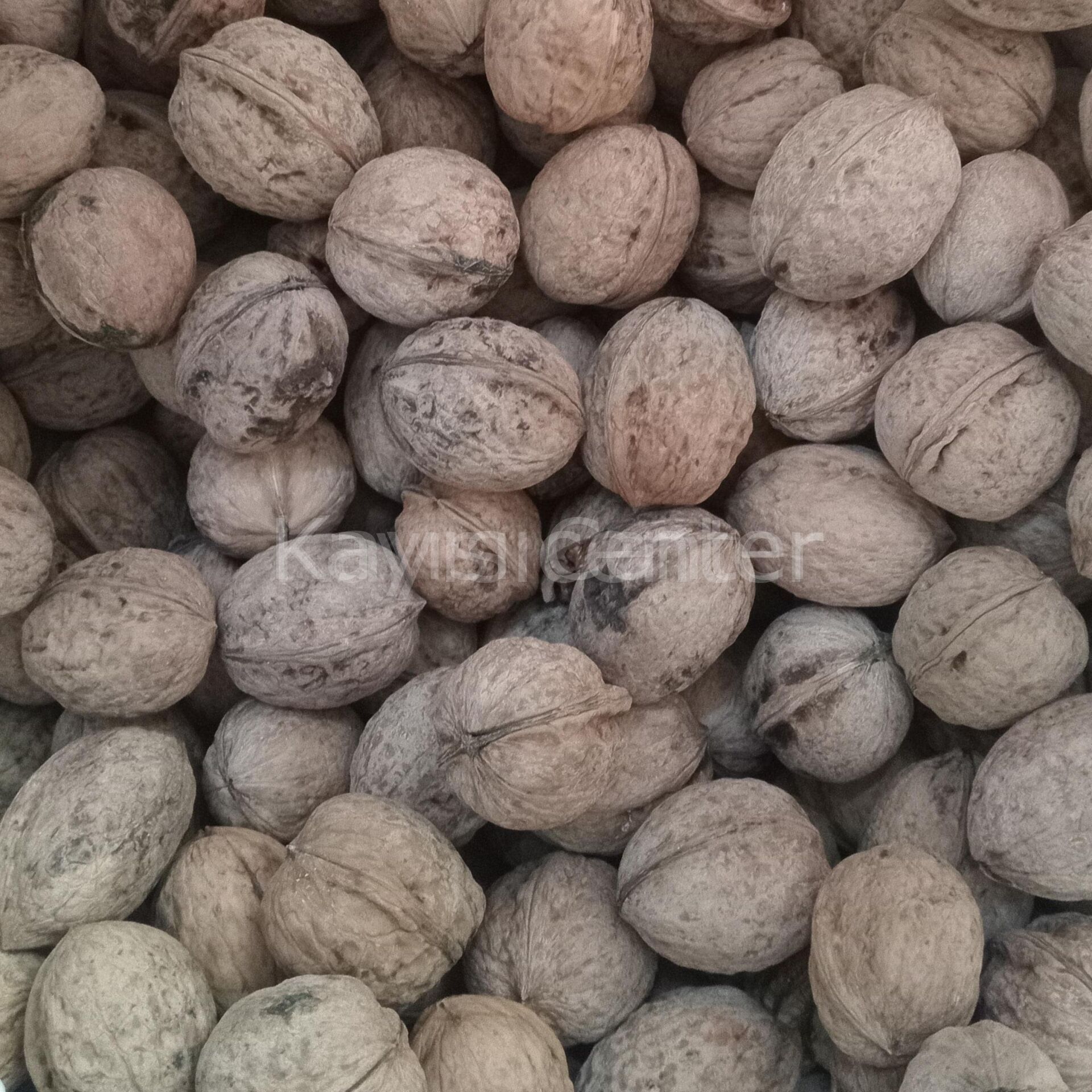 Toptan Yerli Ekonomik Kabuklu Ceviz 20 Kg