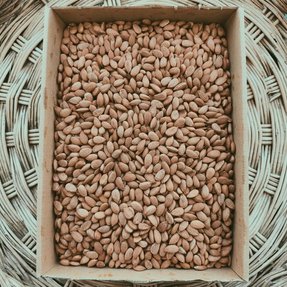 Toptan Gün Kurusu Kayısı Çekirdeği 10Kg