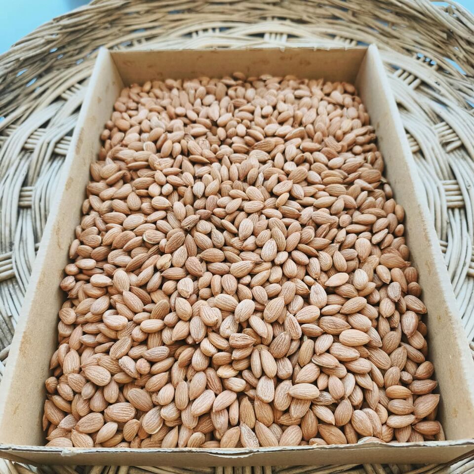 Toptan Gün Kurusu Kayısı Çekirdeği 10Kg