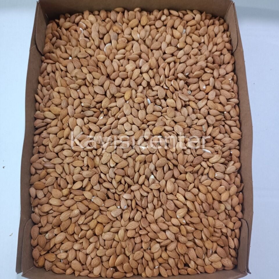 Toptan Kayısı Çekirdeği 10 Kg