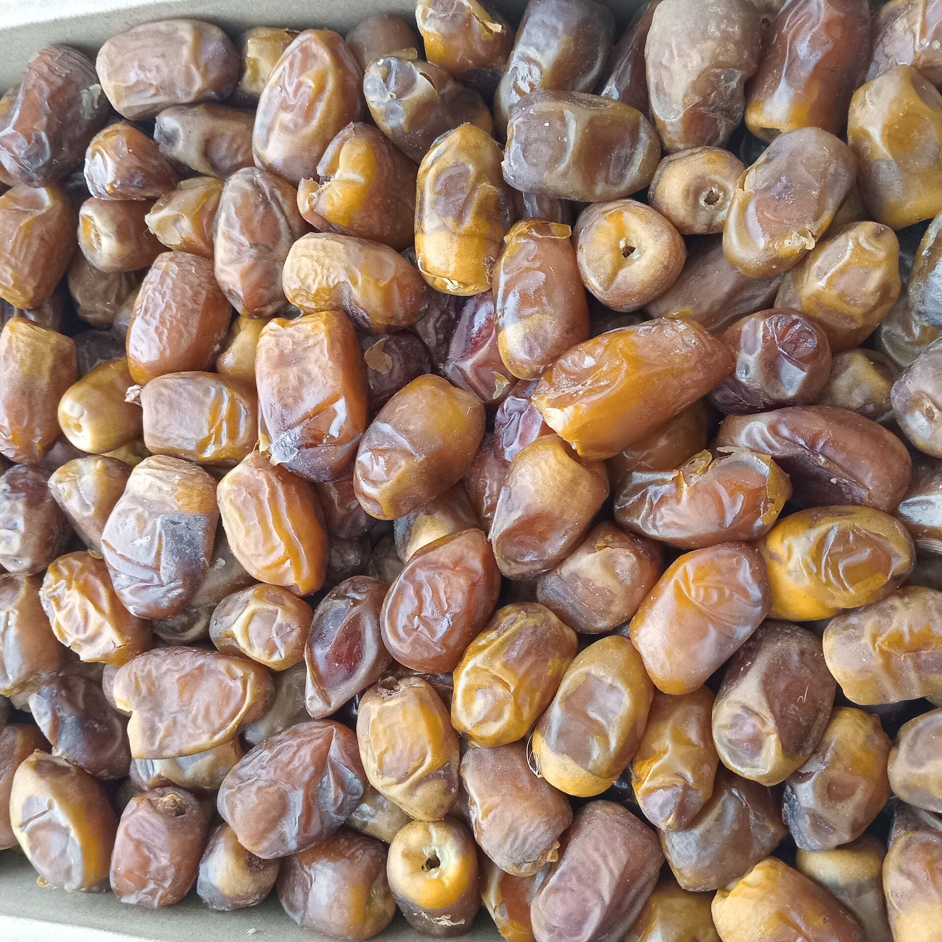 Toptan Medine Sukkari Taze Hurma 10 Kg