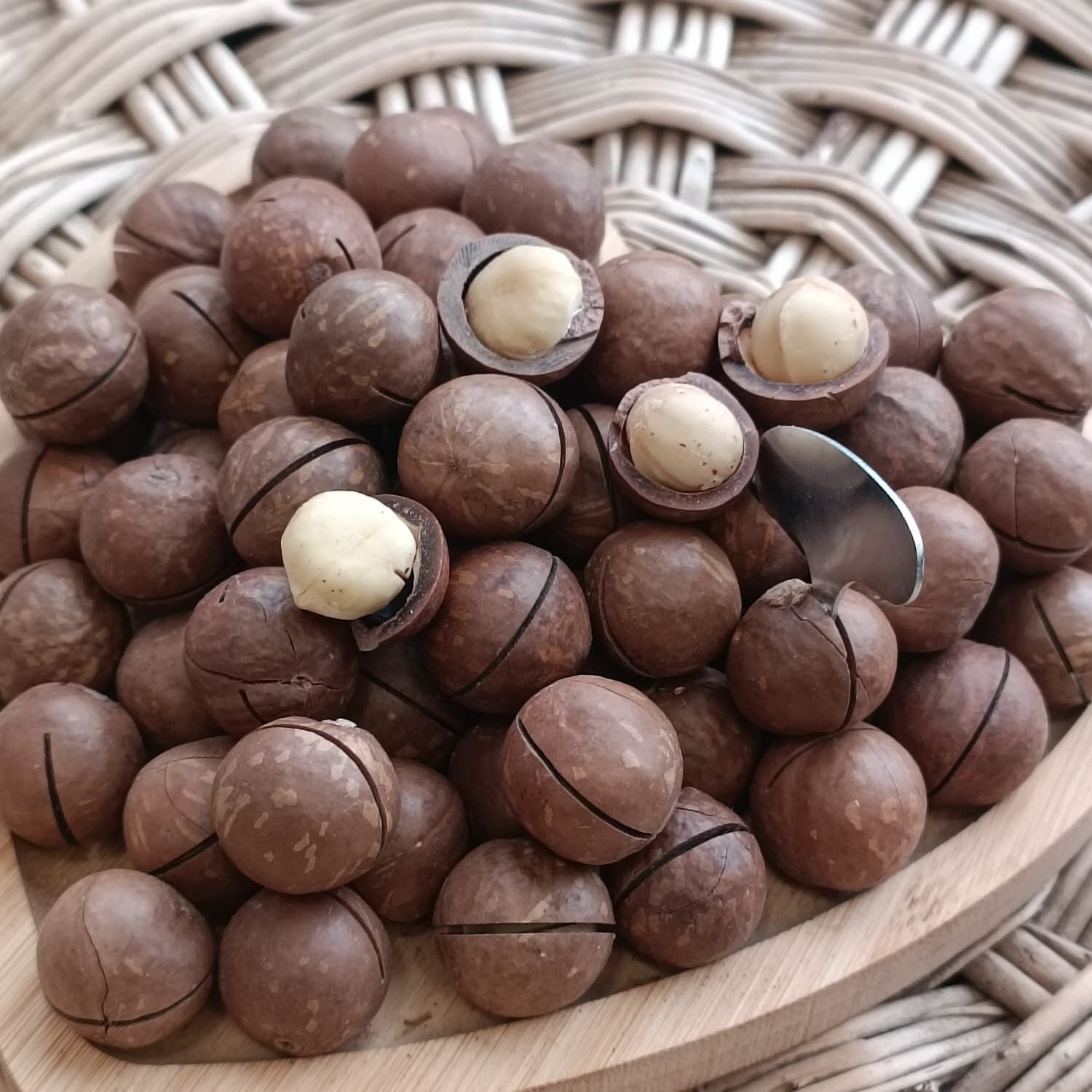 Toptan Kabuklu Kavrulmuş Makademya Fındığı 10 Kg