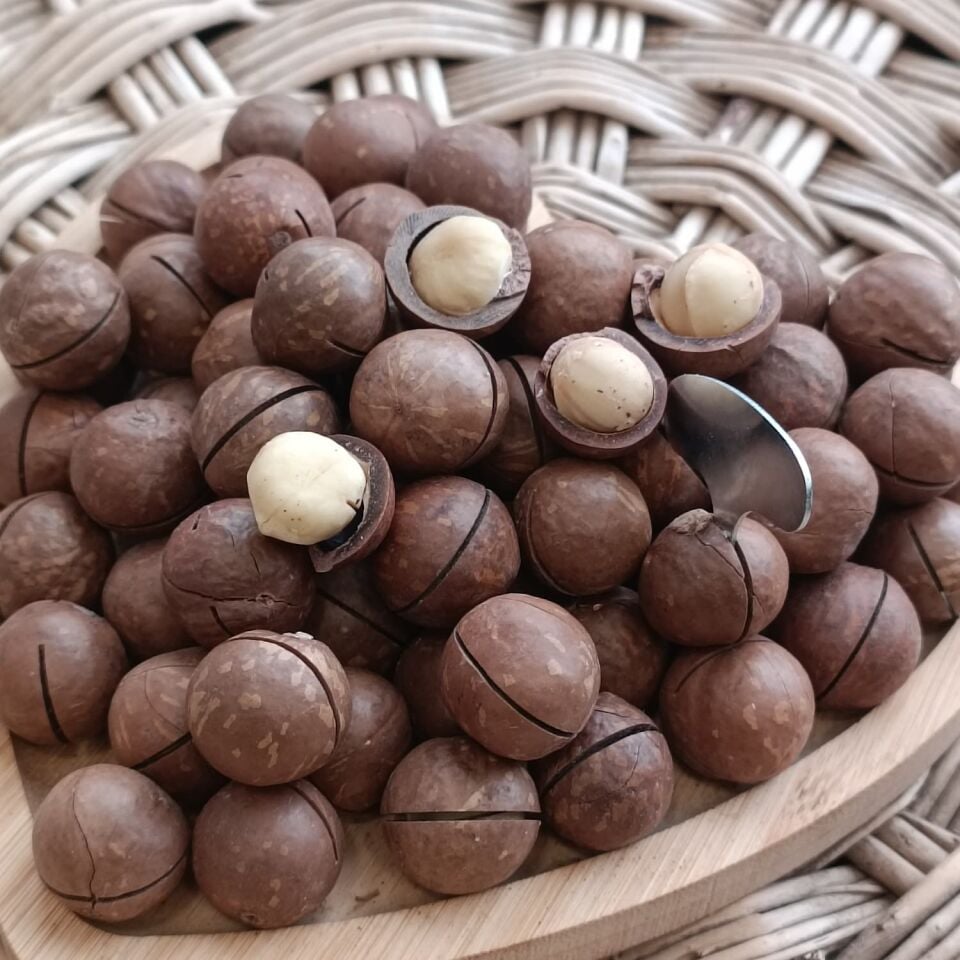 Toptan Kabuklu Kavrulmuş Makademya Fındığı 10 Kg