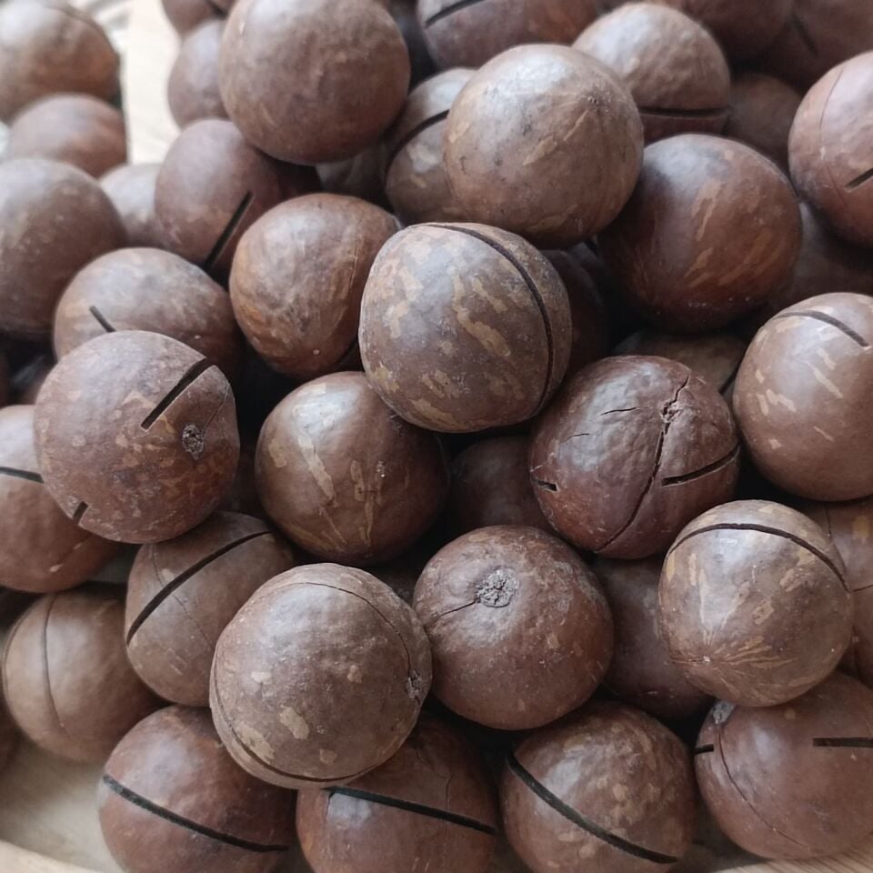 Toptan Kabuklu Kavrulmuş Makademya Fındığı 10 Kg