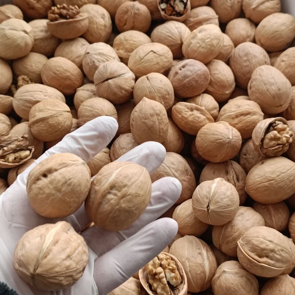 Toptan İthal Kabuklu Ceviz 10 Kg