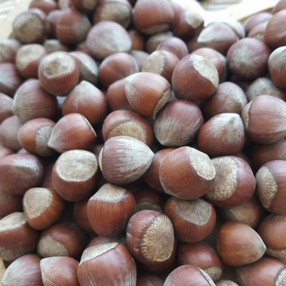 Toptan Kabuklu Çiğ Fındık 10Kg