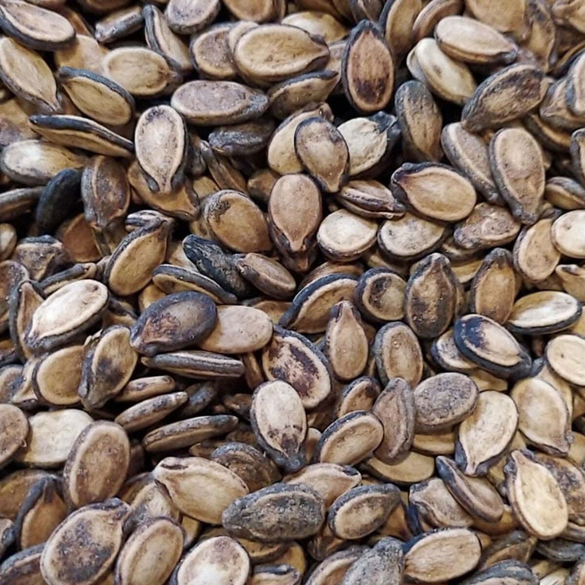 Toptan Kavrulmuş Karpuz Çekirdeği 10Kg