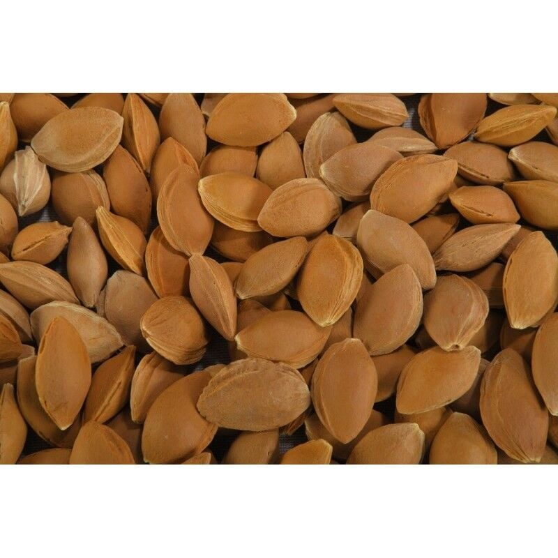 Toptan Kabuklu Kayısı Çekirdeği 10 Kg
