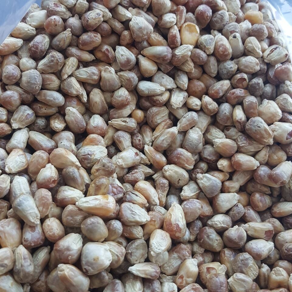 Toptan Kavruk Mısır 10 Kg
