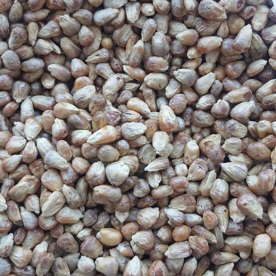 Toptan Kavruk Mısır 10 Kg