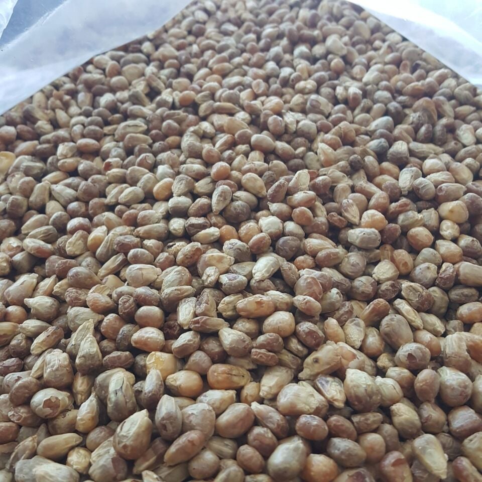 Toptan Kavruk Mısır 10 Kg