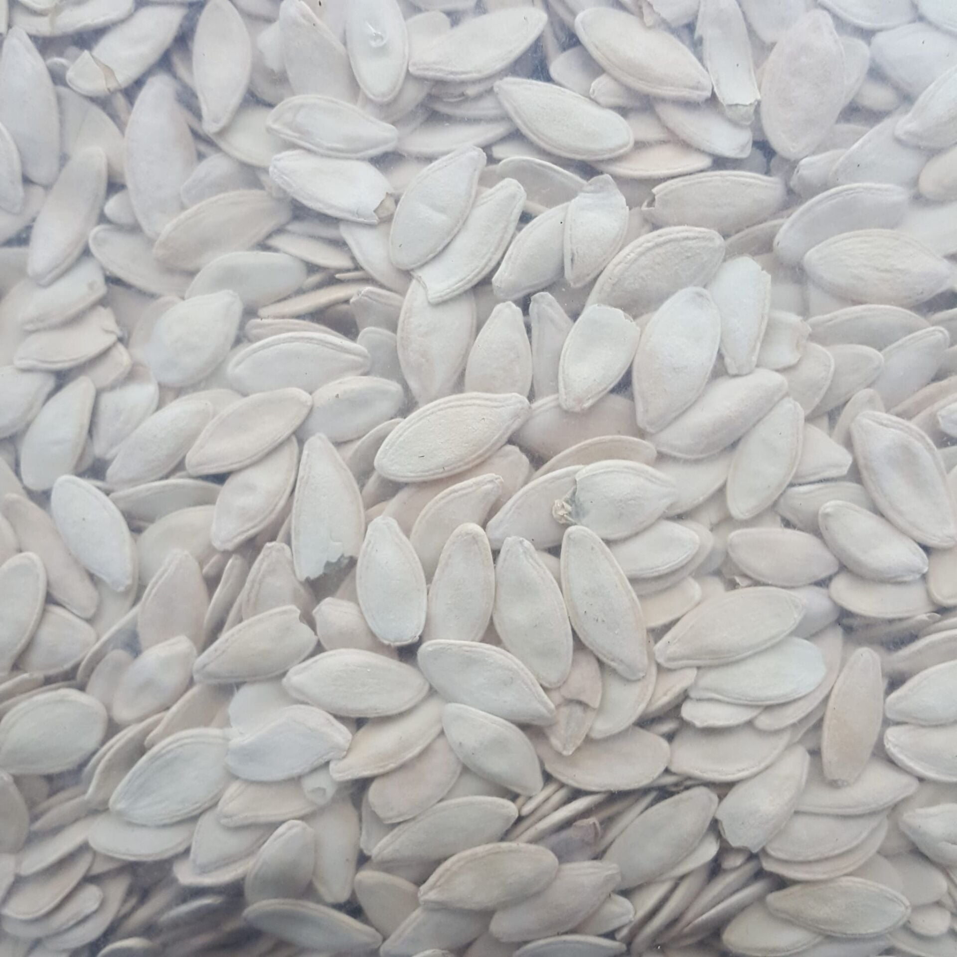 Toptan Kabak Çekirdeği Kavrulmuş Tuzlu Ekonomik 10 kg